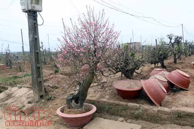Kiếm bộn tiền nhờ thu mua gốc đào sau Tết ảnh 5