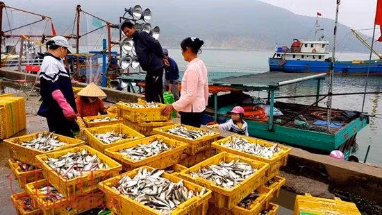 Ngư dân Hà Tĩnh trúng đậm ‘lộc biển’ đầu năm ảnh 1