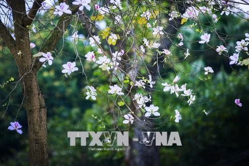 Hoa ban Tây Bắc 'dịu dàng' khoe sắc giữa lòng Hà Nội ảnh 5