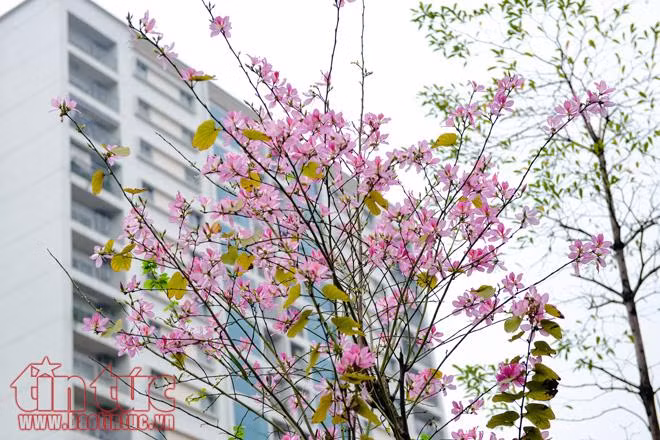 Mê mệt sắc tím hoa ban giữa trời Xuân Hà Nội ảnh 2