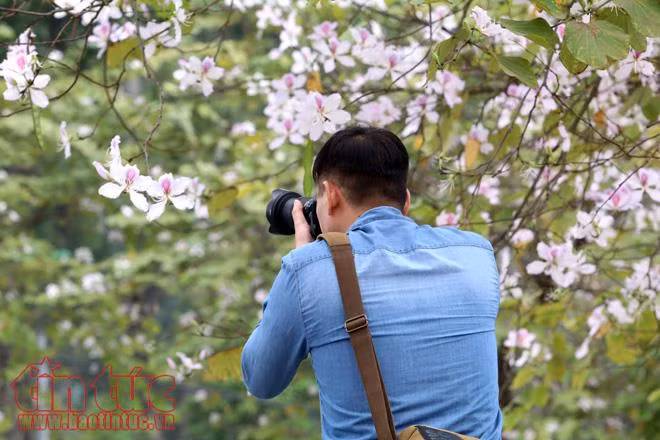 Mê mệt sắc tím hoa ban giữa trời Xuân Hà Nội ảnh 4