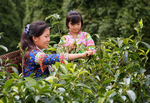 Động lực thúc đẩy phát triển kinh tế vùng Tây Bắc ảnh 1