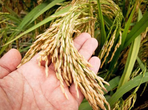 Việt Nam giành giải thưởng về tạo giống lúa ảnh 1