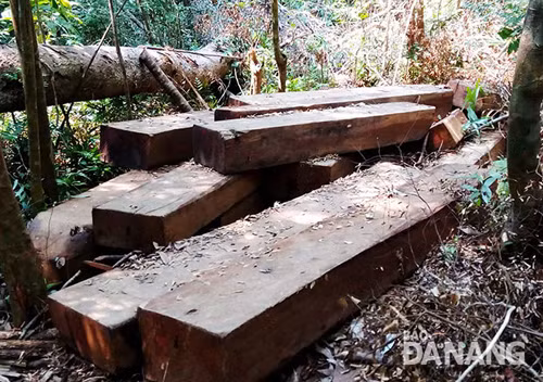 Vụ rừng đầu nguồn bị tàn phá: Sẽ xử lý đến cùng ảnh 1
