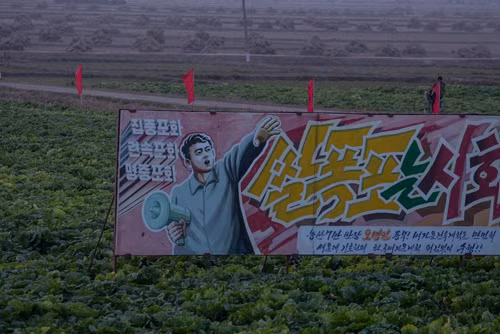 Ngày mùa ở Triều Tiên ảnh 5