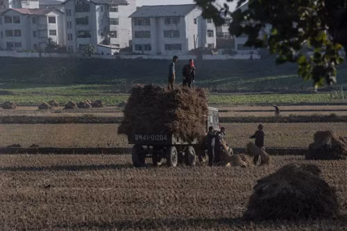 Ngày mùa ở Triều Tiên ảnh 1