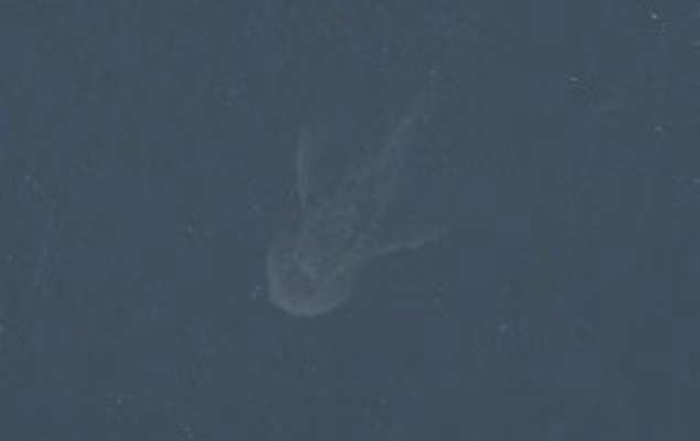 Bằng chứng ‘quái vật hồ Loch Ness’ tồn tại? ảnh 6