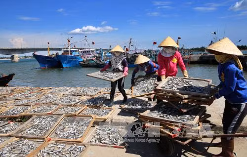Quảng Trị chi trả tiền bồi thường cho ngư dân ảnh 1
