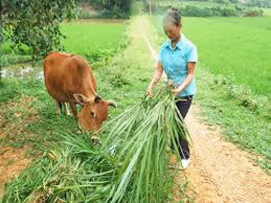 Hiệu quả lớn từ “ngân hàng bò” ảnh 1
