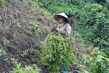 Phát triển thạch đen thành ngành hàng chủ lực