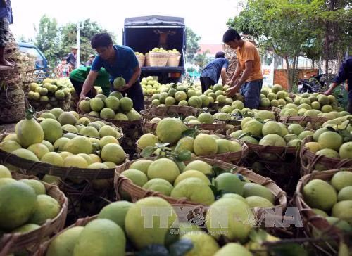 Nam Bộ sẽ chuyển đổi trên 120.000 ha cây trồng trên đất lúa ảnh 1