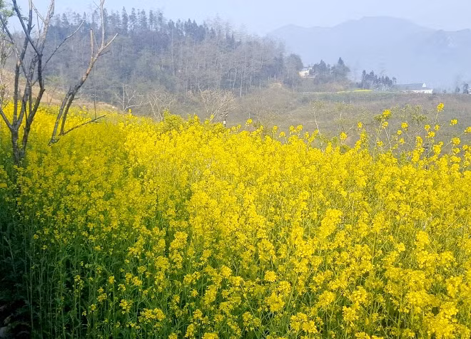 Mê đắm sắc vàng lung linh hoa cải Fansipan ảnh 6