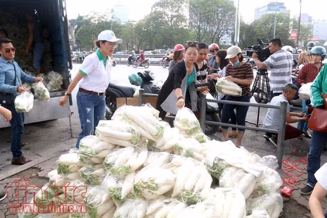 Người dân Thủ đô 'giải cứu' củ cải giúp nông dân Tráng Việt ảnh 9
