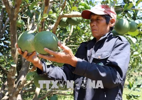 Trồng bưởi da xanh giúp đồng bào Raglai nâng thu nhập ảnh 1
