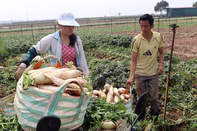 Nông dân Mê Linh (Hà Nội) xót xa vứt bỏ củ cải trắng đồng ảnh 7