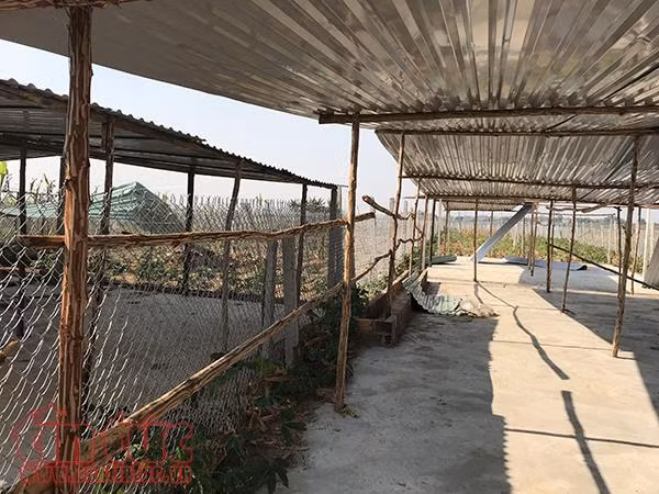 Kon Tum: Người dân thi nhau dựng lều chờ... đền bù ảnh 1
