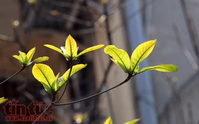 Khoảnh khắc Hà Nội trong tiết giao mùa ảnh 9