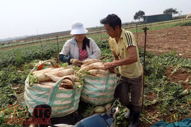 Nông dân Mê Linh (Hà Nội) xót xa vứt bỏ củ cải trắng đồng ảnh 6