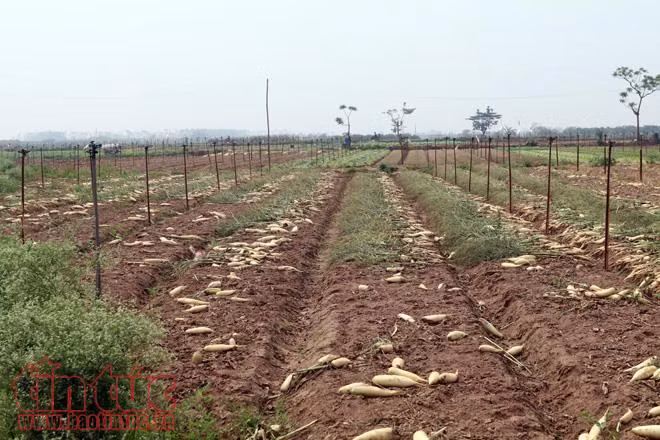 Nông dân Mê Linh (Hà Nội) xót xa vứt bỏ củ cải trắng đồng ảnh 2