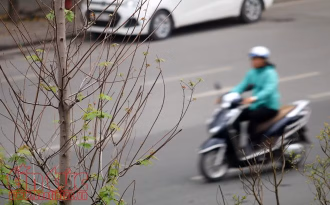 Hàng cây phong lá đỏ đâm chồi nảy lộc ảnh 2