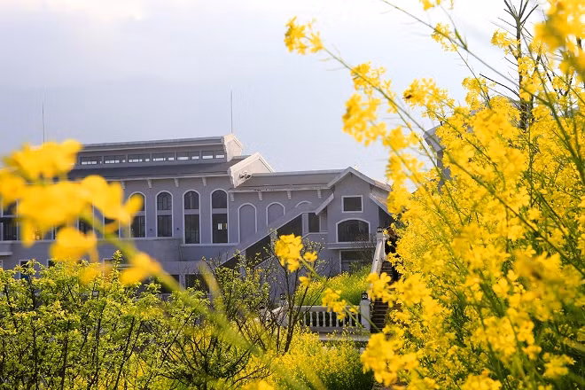 Mê đắm sắc vàng lung linh hoa cải Fansipan ảnh 7