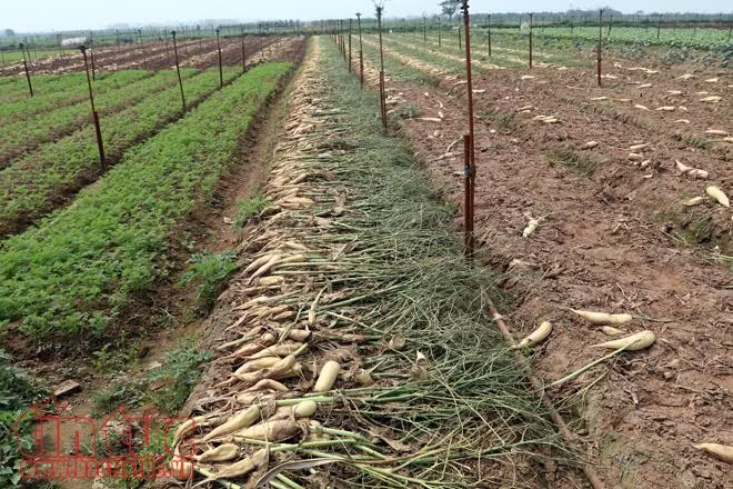 Nông dân Mê Linh (Hà Nội) xót xa vứt bỏ củ cải trắng đồng ảnh 8