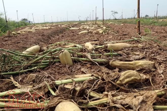 Hà Nội vạch giải pháp sau vụ việc 'giải cứu củ cải' ở Mê Linh ảnh 1