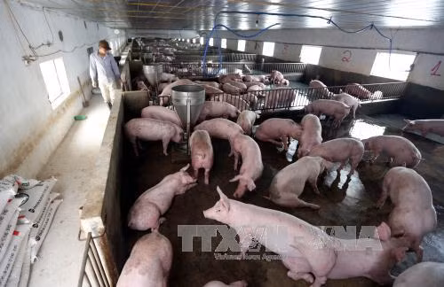 CPTPP: Cơ hội và thách thức đối với ngành chăn nuôi ảnh 1