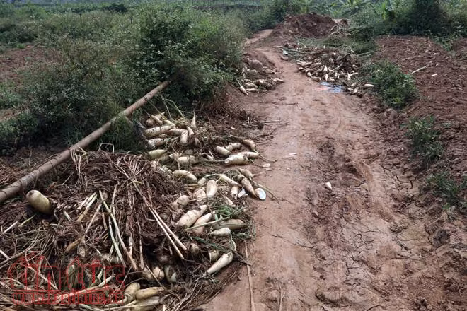 Nông dân Mê Linh (Hà Nội) xót xa vứt bỏ củ cải trắng đồng ảnh 9