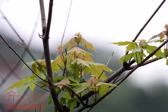 Hàng cây phong lá đỏ đâm chồi nảy lộc ảnh 3