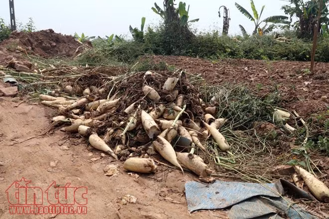 Nông dân Mê Linh (Hà Nội) xót xa vứt bỏ củ cải trắng đồng ảnh 10