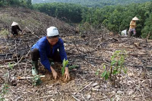 Bất cập trong giao đất, giao rừng - Bài cuối: Cần giải pháp sử dụng ảnh 1