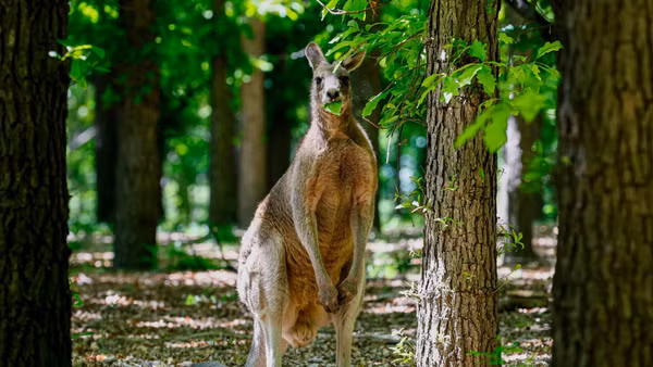Chuột túi – loài động vật biểu tượng của Australia