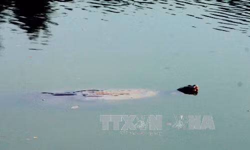 Cần thêm bằng chứng về khả năng còn rùa Hồ Gươm tại hồ Đồng Mô