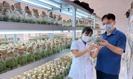 Trung tâm thực nghiệm, thực hành và chuyển giao công nghệ (Trường Đại học Tân Trào) sản xuất cây giống bằng phương pháp nuôi cấy mô.