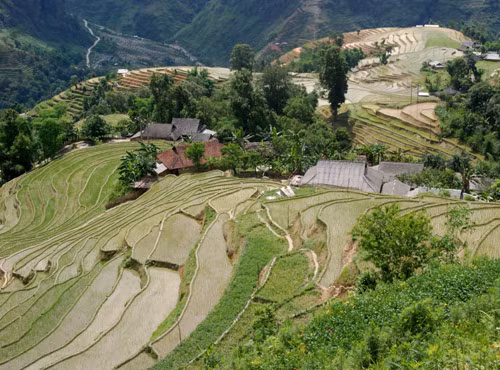 Độc đáo ruộng bậc thang Hoàng Su Phì ảnh 4