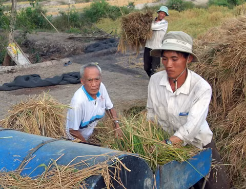 Bạc Liêu: Giá lúa tăng, dân hết lúa để bán ảnh 1