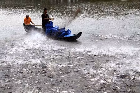 Hậu Giang phát triển bền vững nghề nuôi cá tra ảnh 1