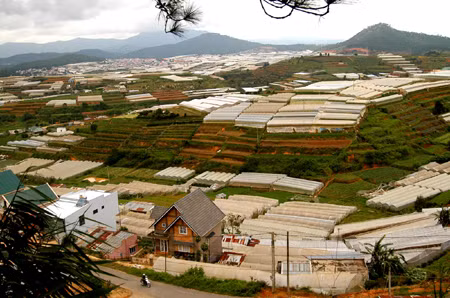 Rau Đà Lạt tăng giá mạnh ảnh 1