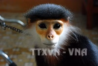 Tăng cường các biện pháp bảo vệ đàn Voọc chà vá chân xám quý hiếm ảnh 1