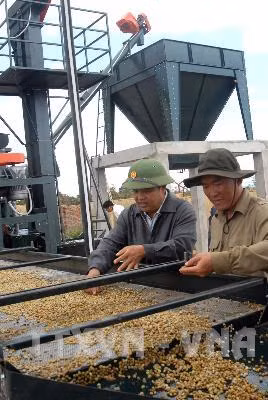 Đẩy mạnh liên kết để phát triển thương mại, tăng giá trị ngành cà phê ảnh 1