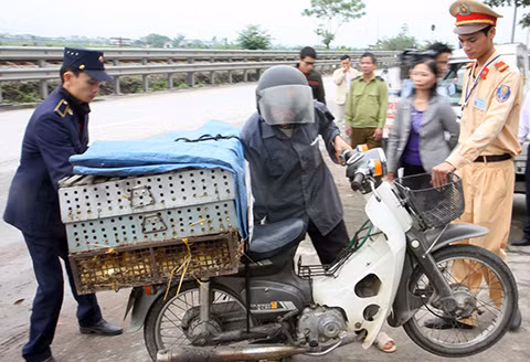 Nhập lậu gia cầm ở Hải Phòng ngày càng manh động ảnh 1