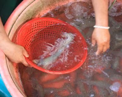 Mỹ áp thuế chống trợ giá với tôm đông lạnh Việt Nam ảnh 1