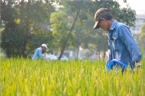 “Mùa gặt” tại Hội chợ hoa Xuân Phú Mỹ Hưng ảnh 2