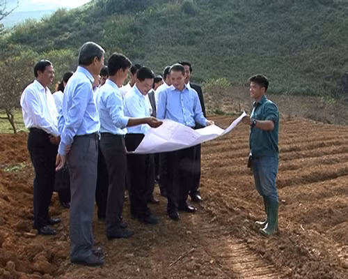 Mộc Châu phát triển vùng cây dược liệu gắn với du lịch ảnh 1