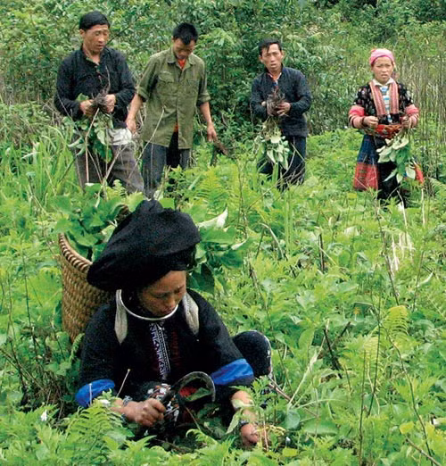 Mộc Châu phát triển vùng cây dược liệu gắn với du lịch ảnh 2