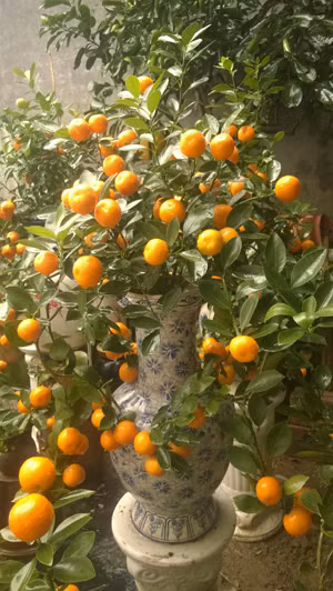Độc đáo quất Tết trồng trong bình ở Tứ Liên ảnh 3