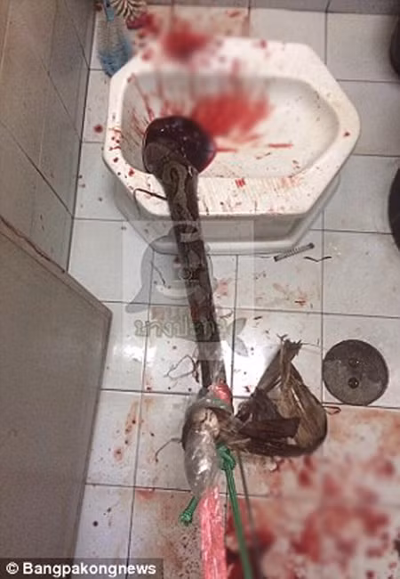 Bị trăn ngoạm trọn "của quý" khi đi vệ sinh ảnh 2