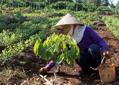 Gỡ khó cho chính sách tái canh cà phê ảnh 2