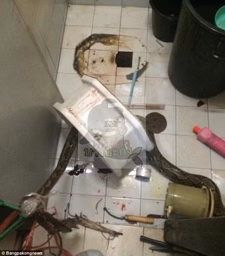 Bị trăn ngoạm trọn "của quý" khi đi vệ sinh ảnh 1